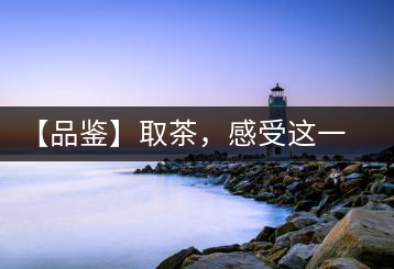 【品鑒】取茶，感受這一輪鳳起古茶的魅力
