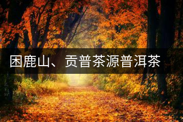 困鹿山、貢普茶源普洱茶羊城受熱捧