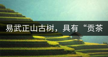 易武正山古樹，具有“貢茶范”