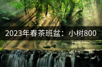 2023年春茶班盆：小樹(shù)800元／公斤，古樹(shù)1600-2200元／公斤