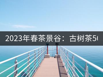 2023年春茶景谷：古樹茶500-600元／公斤，紫芽茶300-480元／公斤，白芽茶1200-2000元／公斤。