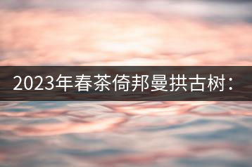 2023年春茶倚邦曼拱古樹：2500-3000元／公斤，貓耳朵6000元／公斤