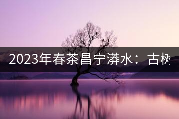 2023年春茶昌寧漭水：古樹混采純料480-600元／公斤，大樹360-420元／公斤，臺地260-300元／公斤，古樹單株均價880-1200元／公斤。