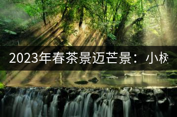 2023年春茶景邁芒景：小樹200元／公斤，古樹：600-800元／公斤