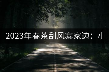 2023年春茶刮風(fēng)寨家邊：小樹(shù)400-500，古樹(shù)1000-1600元／公斤