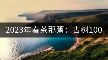 2023年春茶那蕉：古樹(shù)1000-1500元／公斤，中樹(shù)600-800元／公斤