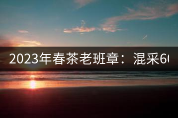 2023年春茶老班章：混采6000-8000元／公斤，挑采：12000元／公斤