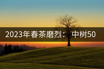 2023年春茶磨烈： 中樹500-600元／公斤，古樹混采：2200-2600元／公斤