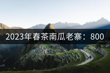 2023年春茶南瓜老寨：800-1000元／公斤