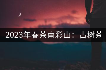 2023年春茶南彩山：古樹茶2000-2200元／公斤，大樹混采1200-1500元／公斤。