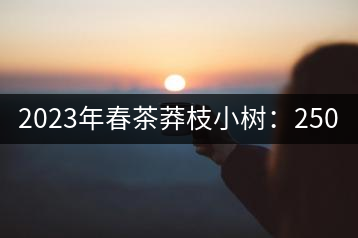 2023年春茶莽枝小樹：250元／公斤， 古樹：1000-1200元／公斤