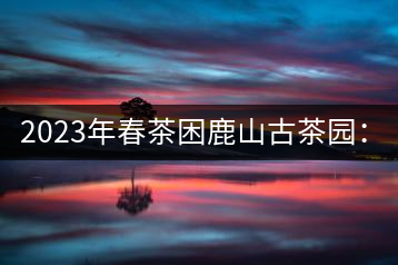 2023年春茶困鹿山古茶園：大樹8000-12000元／公斤，周邊小樹200-300元／公斤
