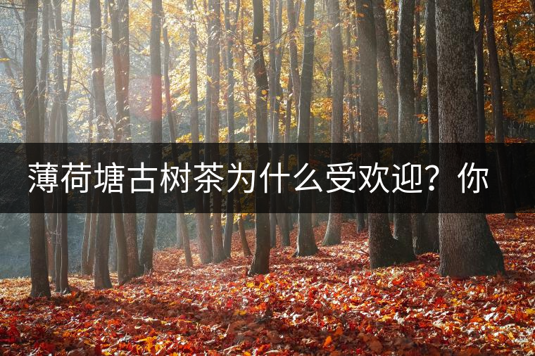 薄荷塘古樹茶為什么受歡迎？你知道嗎？