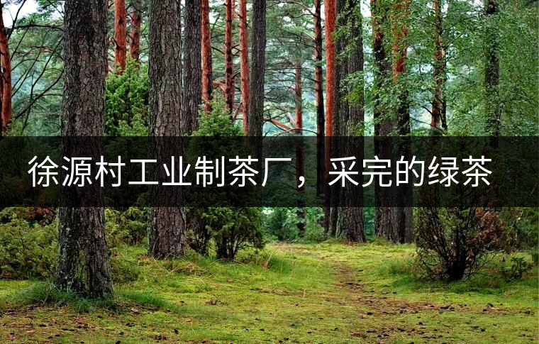 徐源村工業(yè)制茶廠，采完的綠茶都要拿到茶廠加工