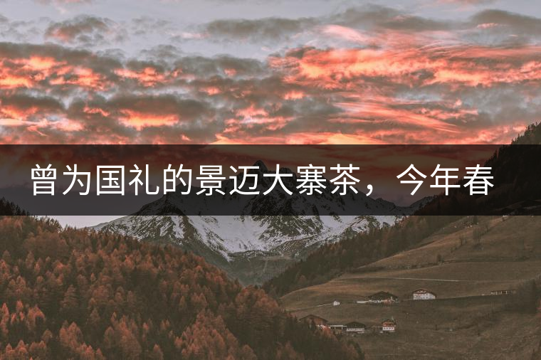 曾為國禮的景邁大寨茶，今年春茶性價比依舊高