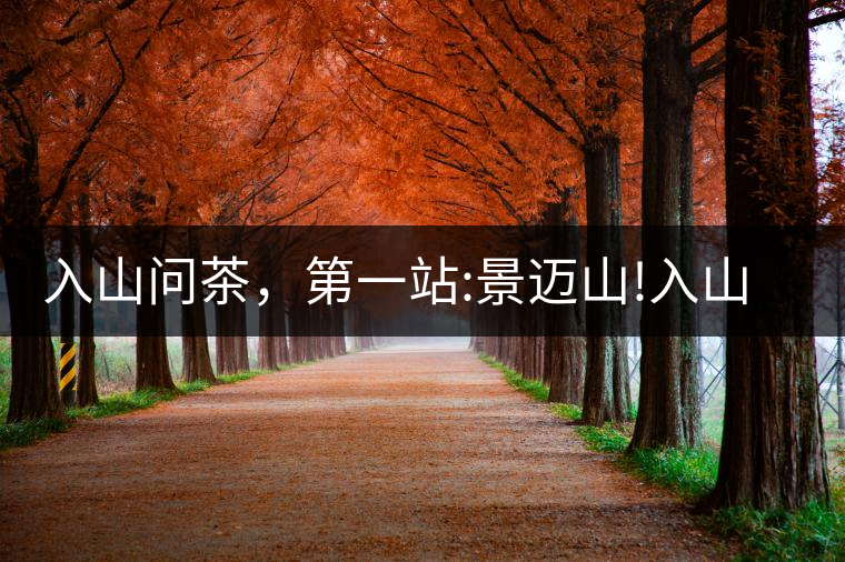 入山問茶，第一站:景邁山!入山問茶，第一站：景邁山！