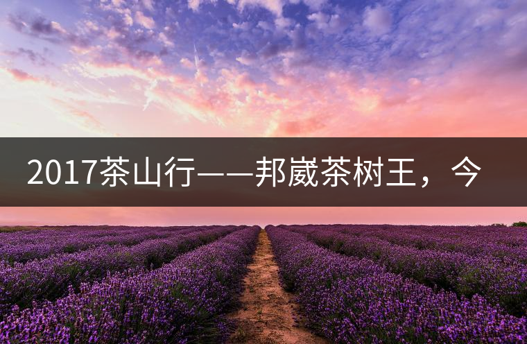 2017茶山行——邦崴茶樹王，今天你是長這樣