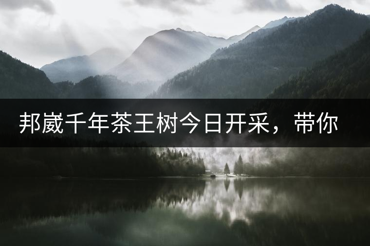 邦崴千年茶王樹(shù)今日開(kāi)采，帶你了解被低估的邦崴古樹(shù)茶邦崴千年茶王樹(shù)今日開(kāi)采，帶你了解被低估的邦崴古樹(shù)茶