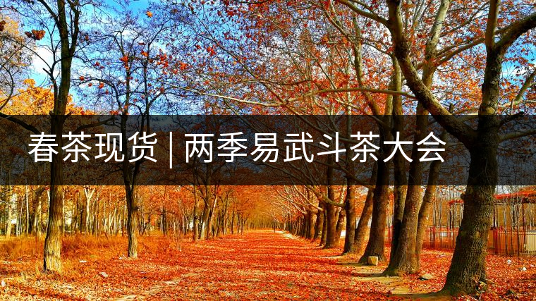 春茶現(xiàn)貨 | 兩季易武斗茶大會(huì)冠軍“落水洞”，茶友評(píng)價(jià)是這樣的