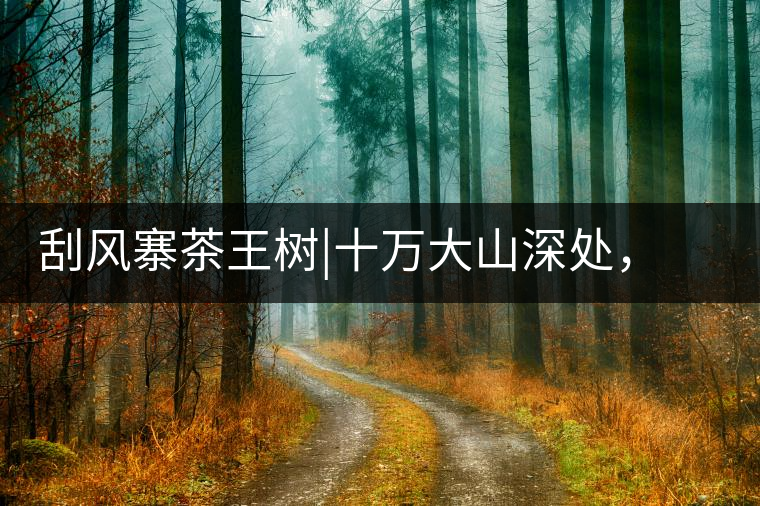 刮風(fēng)寨茶王樹|十萬大山深處，鮮為人知的王者刮風(fēng)寨茶王樹｜十萬大山深處，鮮為人知的王者