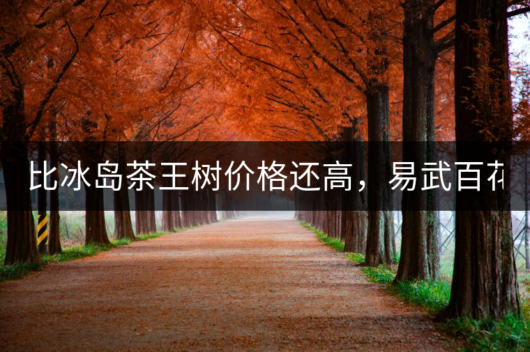 比冰島茶王樹價格還高，易武百花潭高桿古樹茶以100萬成...比冰島茶王樹價格還高，易武百花潭高桿古樹茶以100萬成交