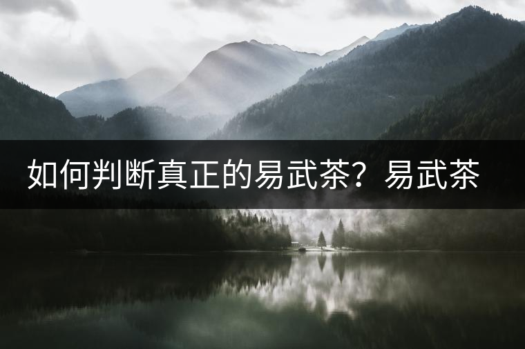 如何判斷真正的易武茶？易武茶有哪些特點？