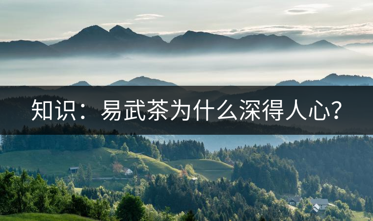 知識(shí)：易武茶為什么深得人心？