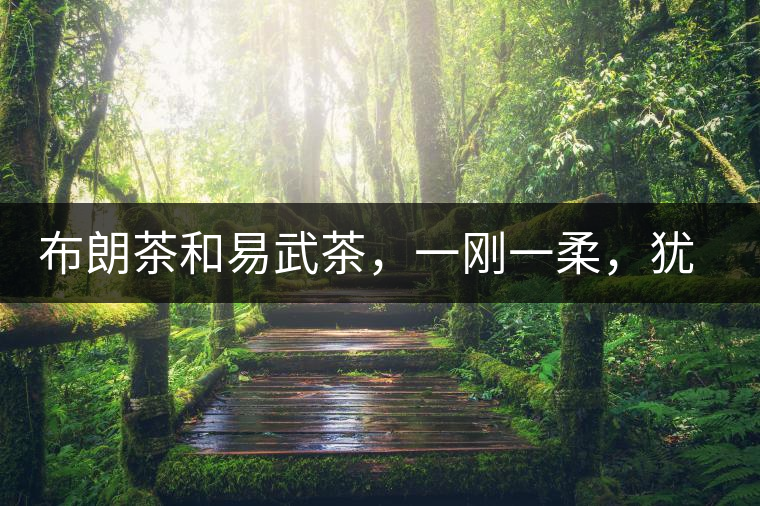 布朗茶和易武茶，一剛一柔，猶如洪拳與太極