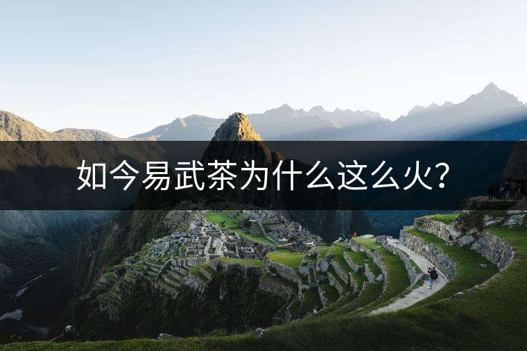 如今易武茶為什么這么火？