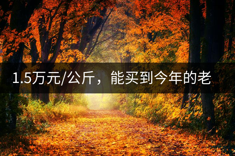 1.5萬元/公斤，能買到今年的老班章古樹茶嗎?1.5萬元/公斤，能買到今年的老班章古樹茶嗎？