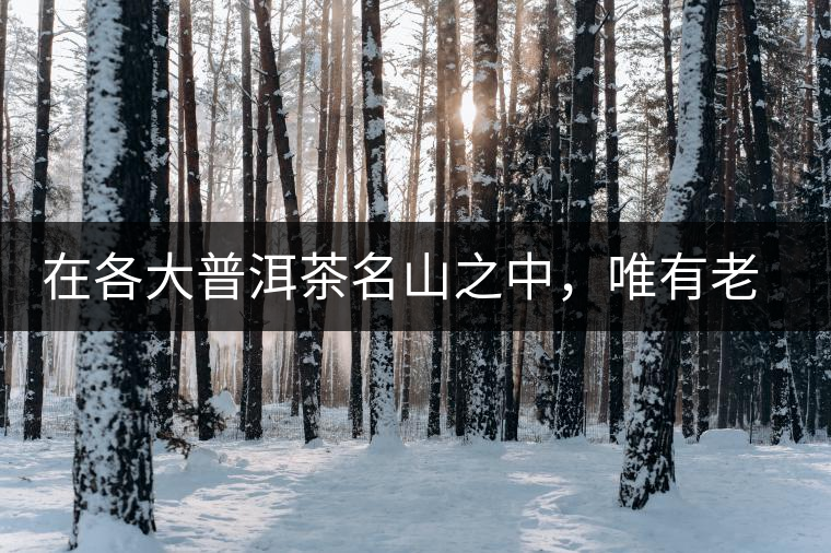 在各大普洱茶名山之中，唯有老曼峨古樹茶才能稱得上戰(zhàn)狼