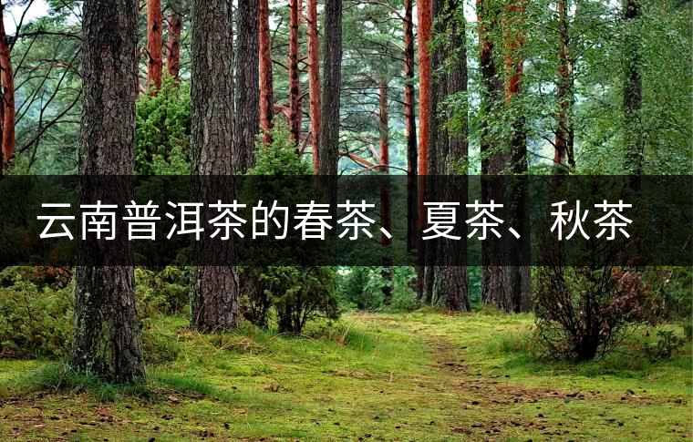 云南普洱茶的春茶、夏茶、秋茶的采摘時間及其特點