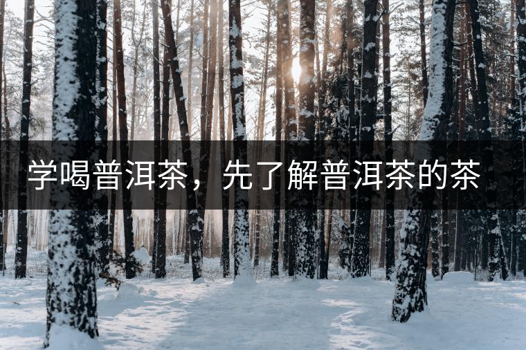 學(xué)喝普洱茶，先了解普洱茶的茶性