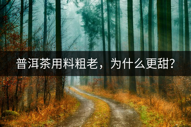 普洱茶用料粗老，為什么更甜？