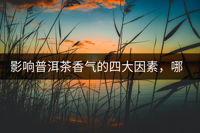 影響普洱茶香氣的四大因素，哪一個影響最大？