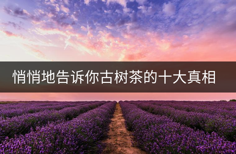 悄悄地告訴你古樹茶的十大真相,就不怕交學(xué)費(fèi)了 悄悄地告訴你古樹茶的十大真相,就不怕交學(xué)費(fèi)了