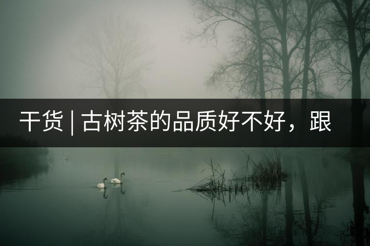 干貨 | 古樹茶的品質(zhì)好不好，跟耐泡度真的有關(guān)聯(lián)嗎？