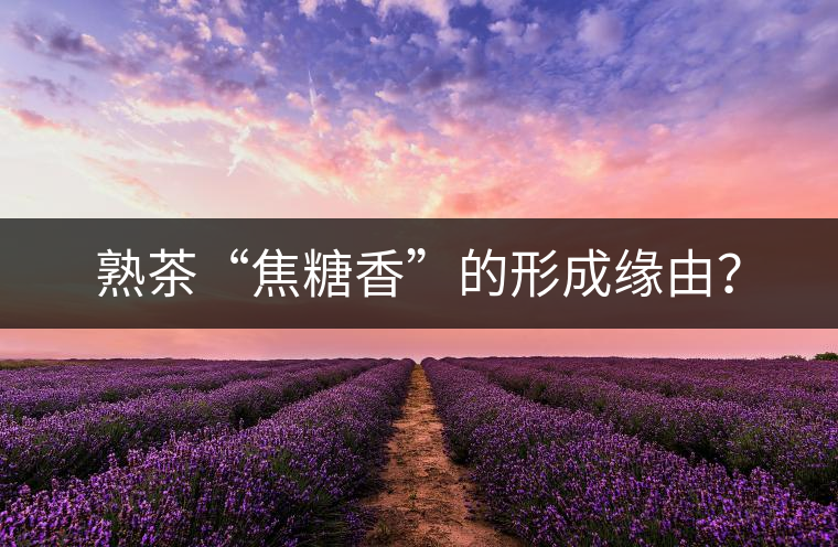 熟茶“焦糖香”的形成緣由？
