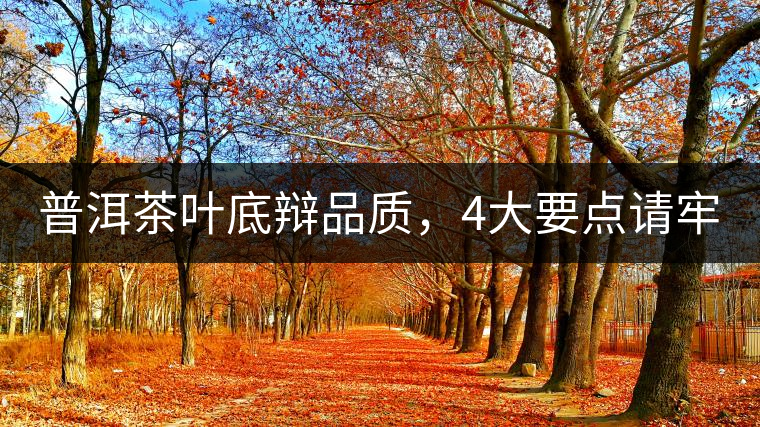 普洱茶葉底辯品質(zhì)，4大要點請牢記！