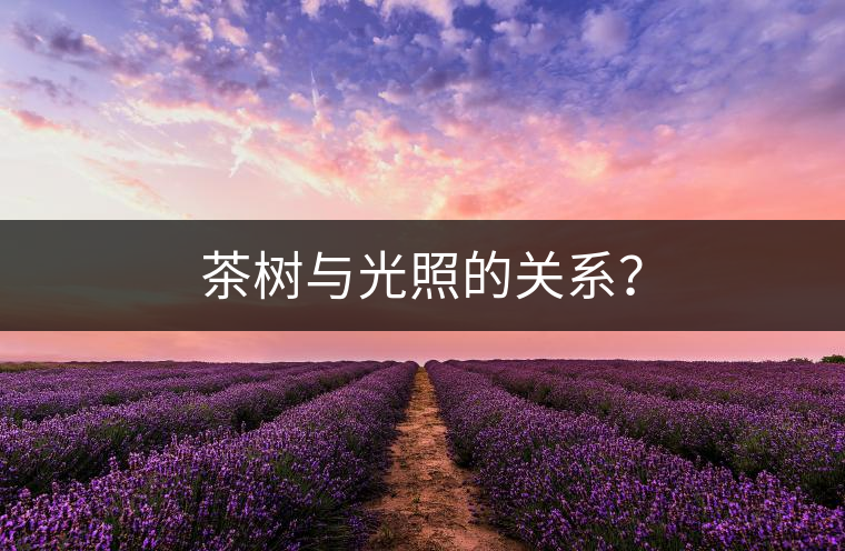 茶樹與光照的關(guān)系？