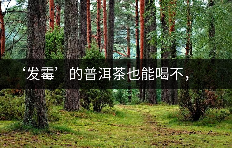 ‘發(fā)霉’的普洱茶也能喝不，看科學(xué)解釋