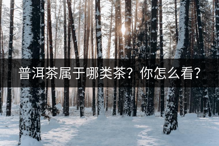 普洱茶屬于哪類茶？你怎么看？