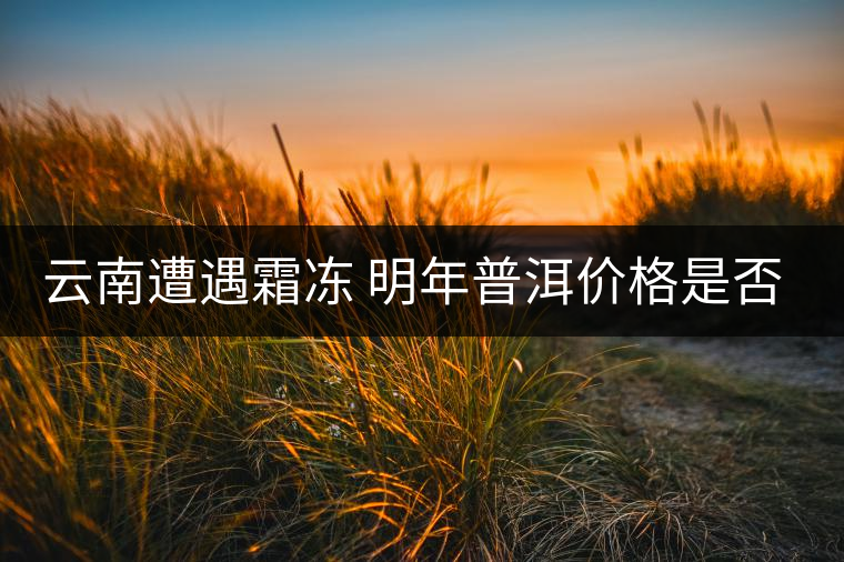 云南遭遇霜凍 明年普洱價格是否飆升？