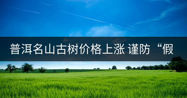 普洱名山古樹價格上漲 謹(jǐn)防“假冒” 普洱名山古樹價格上漲 謹(jǐn)防“假冒”