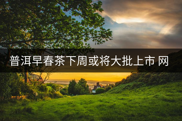 普洱早春茶下周或?qū)⒋笈鲜?網(wǎng)絡(luò)銷售PK提前打響 普洱早春茶下周或?qū)⒋笈鲜?網(wǎng)絡(luò)銷售PK提前打響