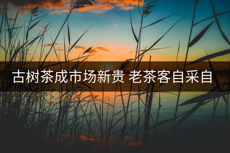 古樹茶成市場新貴 老茶客自采自制普洱茶 古樹茶成市場新貴 老茶客自采自制普洱茶