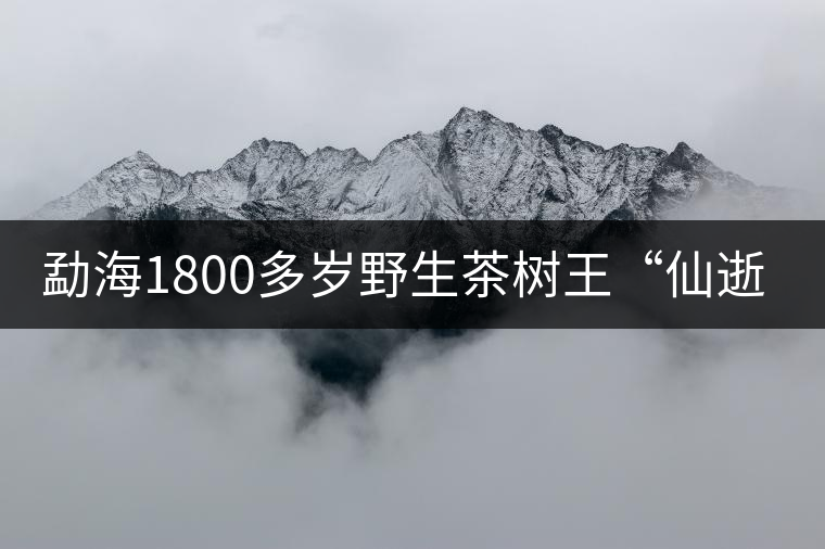 勐海1800多歲野生茶樹(shù)王“仙逝” 勐海1800多歲野生茶樹(shù)王“仙逝”