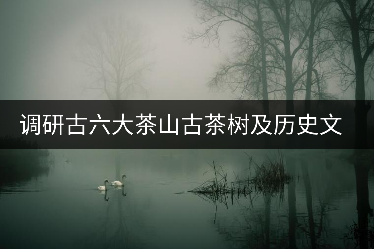 調(diào)研古六大茶山古茶樹及歷史文物保護