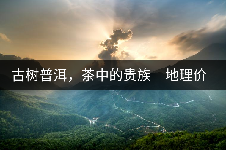 古樹普洱，茶中的貴族︱地理價(jià)值是普洱茶的最大資源優(yōu)勢