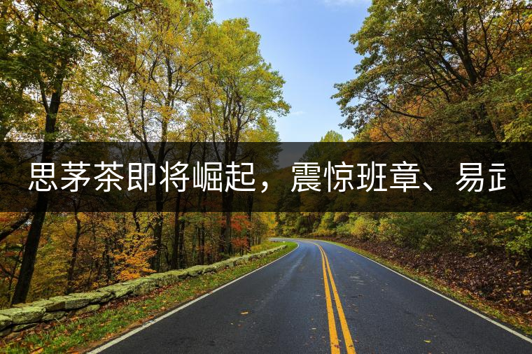 思茅茶即將崛起，震驚班章、易武！